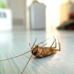 Cockroach Control Services