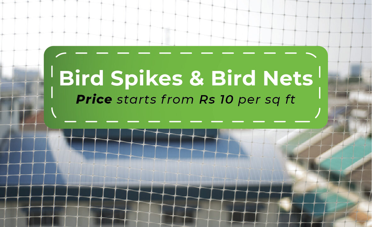 Bird Spikes and Bird Nets
