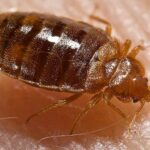 Bed Bugs Control