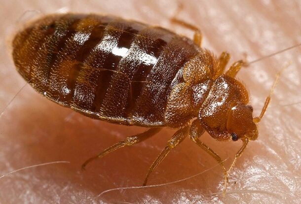 Bed Bugs Control