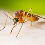 Mosquito Control Services