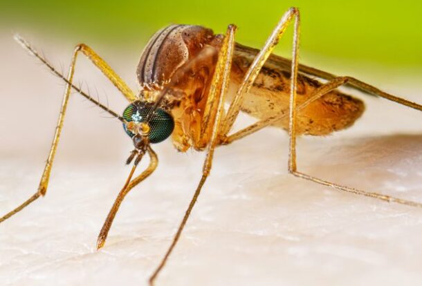 Mosquito Control Services