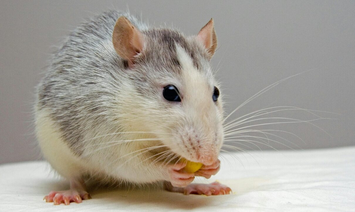 Rodent Control Services
