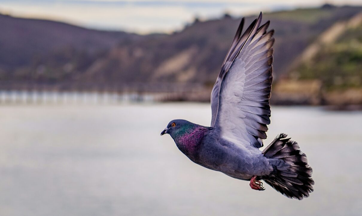 Pigeon Net Services