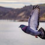 Pigeon Net Services