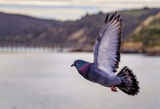 Pigeon Net Services