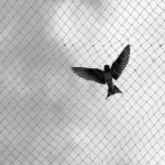 Bird Netting services