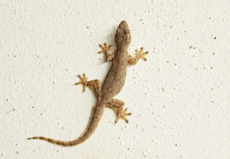 Lizard control -Safaiwale