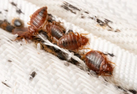 bed crumb control-safaiwale