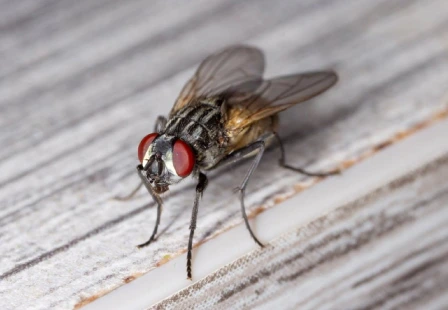 cockroach -safaiwale