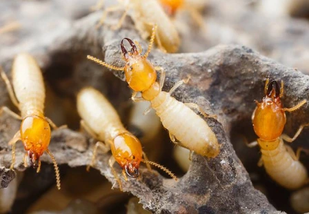 bugs control-safaiwale