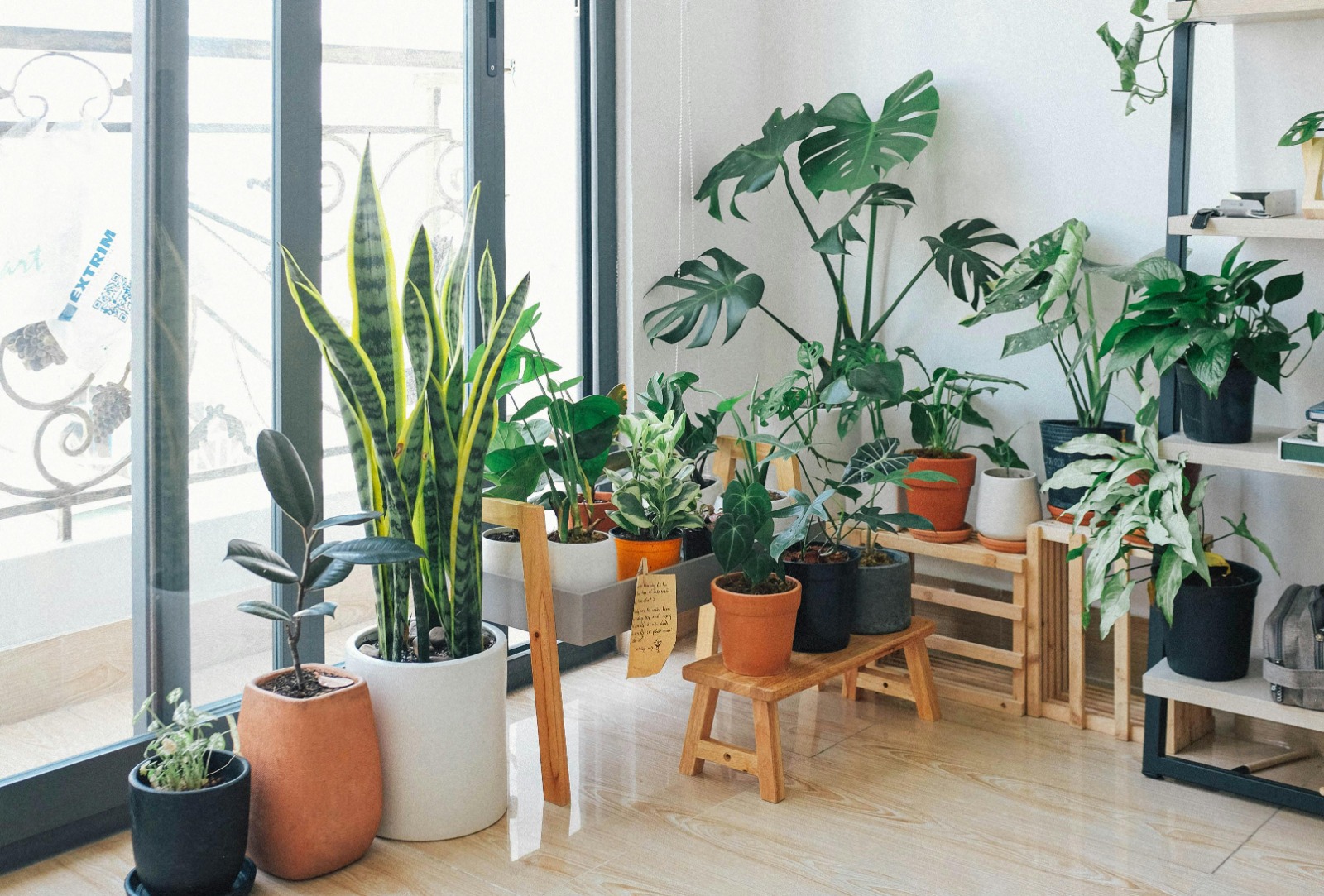 Indoor Plants For Financial Growth-Vastu Tip-Safaiwale