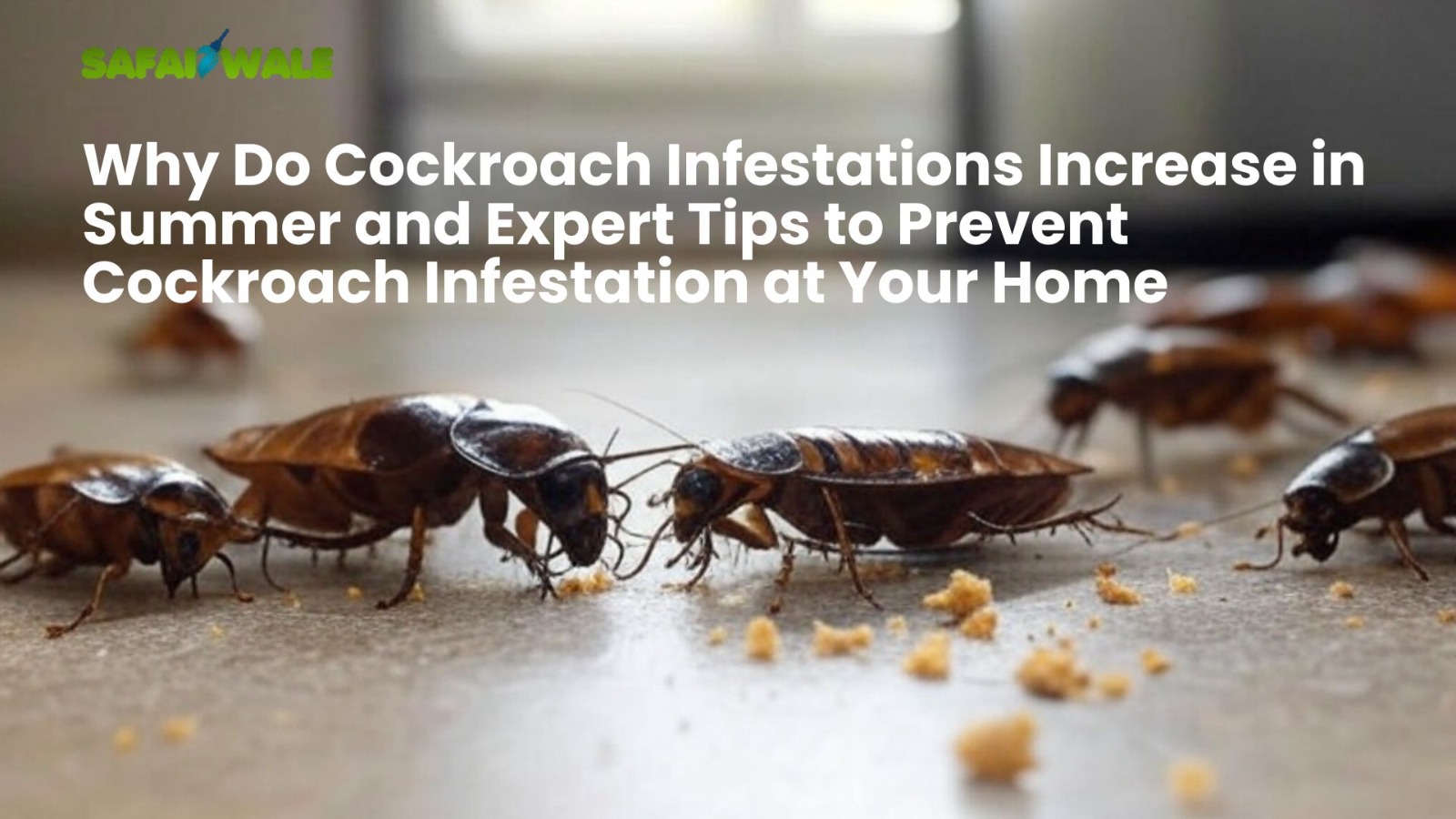 Why Do Cockroach Infestations Increase In Summer? Expert tips to prevent